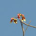 Pterocymbium tinctorium - Photo (c) Forestowlet, alguns direitos reservados (CC BY-SA)