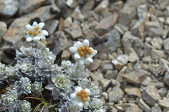 Leucogenes leontopodium