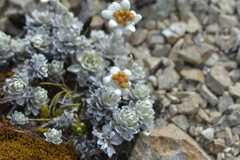 Leucogenes leontopodium