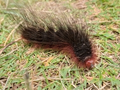 Phyllalia thunbergii