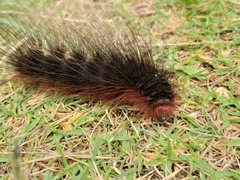 Phyllalia thunbergii