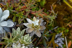 Leucogenes leontopodium