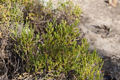 Tecticornia triandra