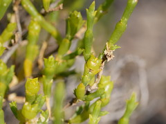 Tecticornia triandra