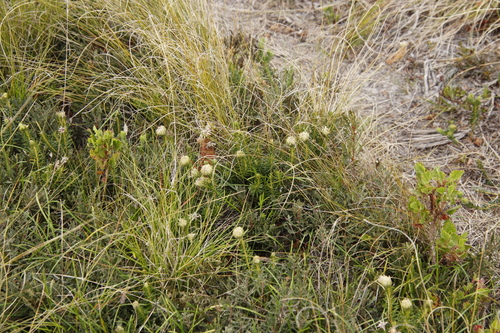 Image of Phylica dodii by (c) Tony Rebelo, some rights reserved (CC BY-SA)