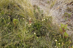 Phylica dodii