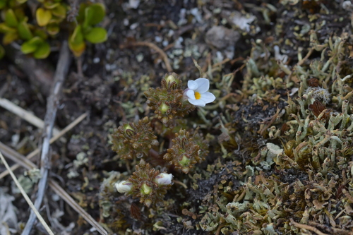 Image of Lesser New Zealand Eyebright (Euphrasia zelandica) by (c) Christopher Stephens, some rights reserved (CC BY-SA)