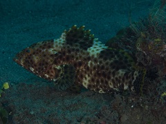 Epinephelus maculatus