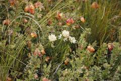 Phylica dodii