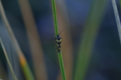 Tingena compsogramma