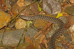 Mair's Keelback photo 3