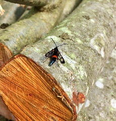 Synanthedon culiciformis