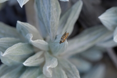 Tingena compsogramma