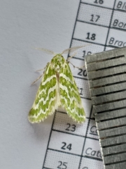 Argyrographa moderata