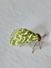 Argyrographa moderata