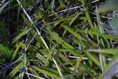 Astelia linearis