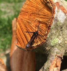 Synanthedon culiciformis