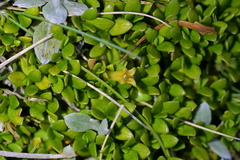 Coprosma perpusilla