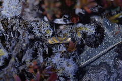 Tingena compsogramma