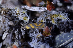 Tingena compsogramma