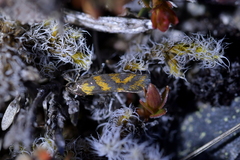 Tingena compsogramma