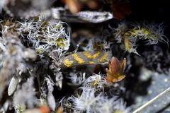 Tingena compsogramma