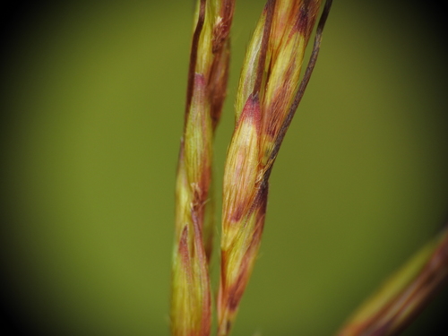 Hyparrhenia rufa