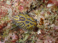 Halgerda willeyi