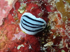 Phyllidiopsis xishaensis