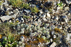 Leucogenes leontopodium