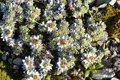 Leucogenes leontopodium