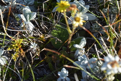 Brachyglottis lagopus