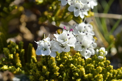 Veronica tetragona subsimilis
