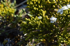 Veronica tetragona subsimilis