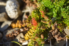 Chaerophyllum colensoi