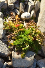 Chaerophyllum colensoi
