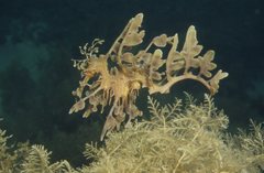 Phycodurus eques