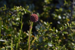 Acaena profundeincisa