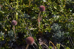 Acaena profundeincisa