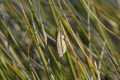 Asaphodes