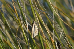 Asaphodes