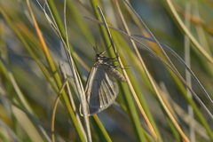 Asaphodes