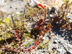 Epilobium microphyllum