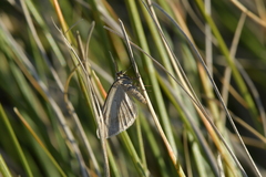Asaphodes