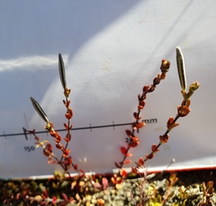Epilobium microphyllum