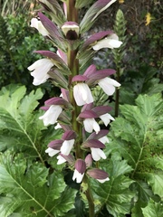 Acanthus mollis