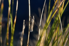 Orocrambus enchophorus