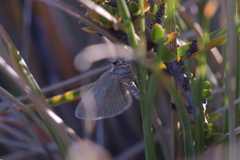 Asaphodes