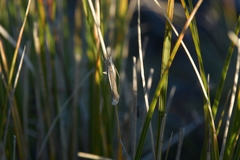 Orocrambus enchophorus