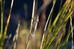 Orocrambus enchophorus